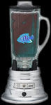 fish in a blender